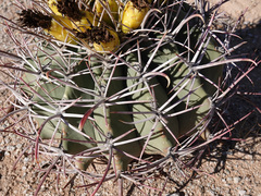 Ferocactus emoryi
