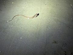 Toxicodryas adamanteus