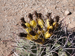 Ferocactus emoryi