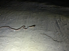 Toxicodryas adamanteus