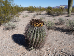 Ferocactus emoryi