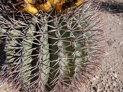 Ferocactus emoryi