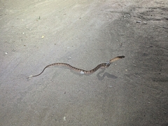 Toxicodryas adamanteus