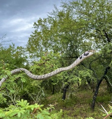 Thelotornis capensis capensis
