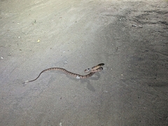 Toxicodryas adamanteus