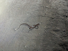 Toxicodryas adamanteus