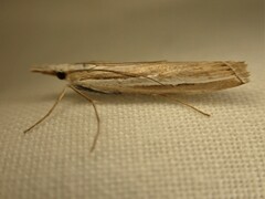 Orocrambus vittellus