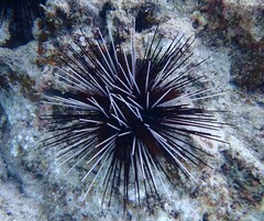 Echinothrix