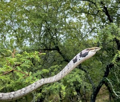 Thelotornis capensis capensis