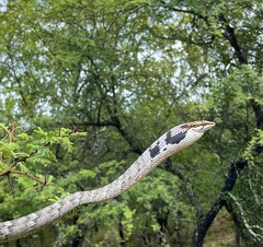 Thelotornis capensis capensis