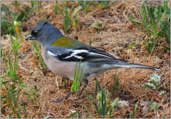 Fringilla coelebs africana