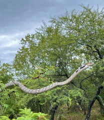 Thelotornis capensis capensis