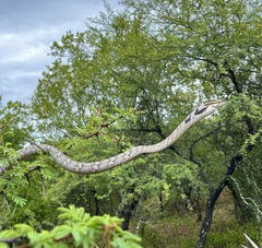 Thelotornis capensis capensis
