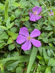 Heterotis rotundifolia