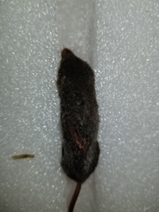Sorex fumeus