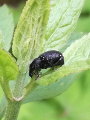 Otiorhynchus gemmatus