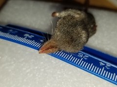 Sorex fumeus