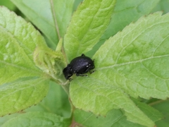 Otiorhynchus gemmatus