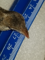 Sorex fumeus