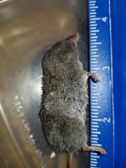 Sorex fumeus
