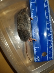Sorex fumeus