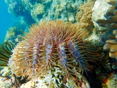 Acanthaster