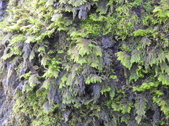 Dendroalsia abietina