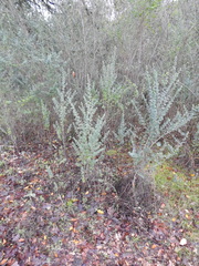 Genista monspessulana