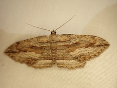 Austrocidaria gobiata
