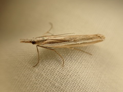 Orocrambus