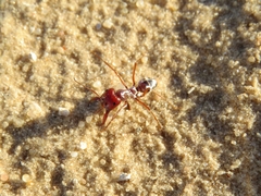 Cataglyphis bombycina
