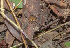 Parampheres pectinatus