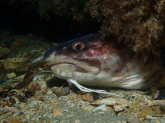Genypterus