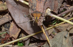 Parampheres pectinatus