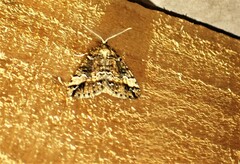 Pseudocoremia leucelaea