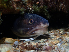 Genypterus
