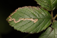 Stigmella aurella