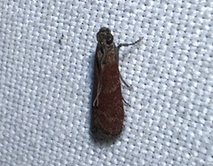 Varneria postremella