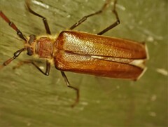 Ochrocydus huttoni