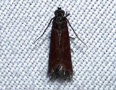 Varneria postremella