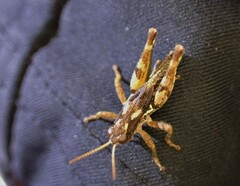 Phaulacridium marginale