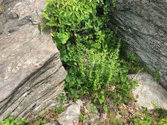 Eupatorium rotundifolium