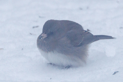 Junco hyemalis cismontanus