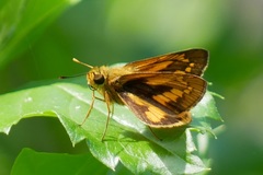 Taractrocerini