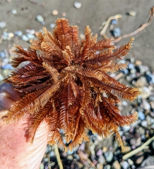 Aglaophenia latirostris