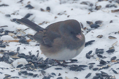 Junco hyemalis cismontanus