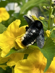Xylocopa