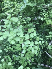 Adiantum aethiopicum
