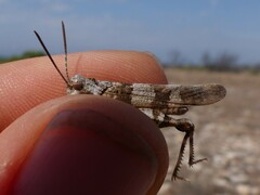 Oedipoda charpentieri