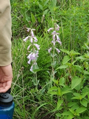 Penstemon grandiflorus